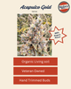 Acapulco Gold | Smalls | Victory Natural Farms Acapulco Gold | Smalls | Victory Natural Farms
