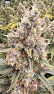 Acapulco Gold | Smalls | Victory Natural Farms Acapulco Gold | Smalls | Victory Natural Farms