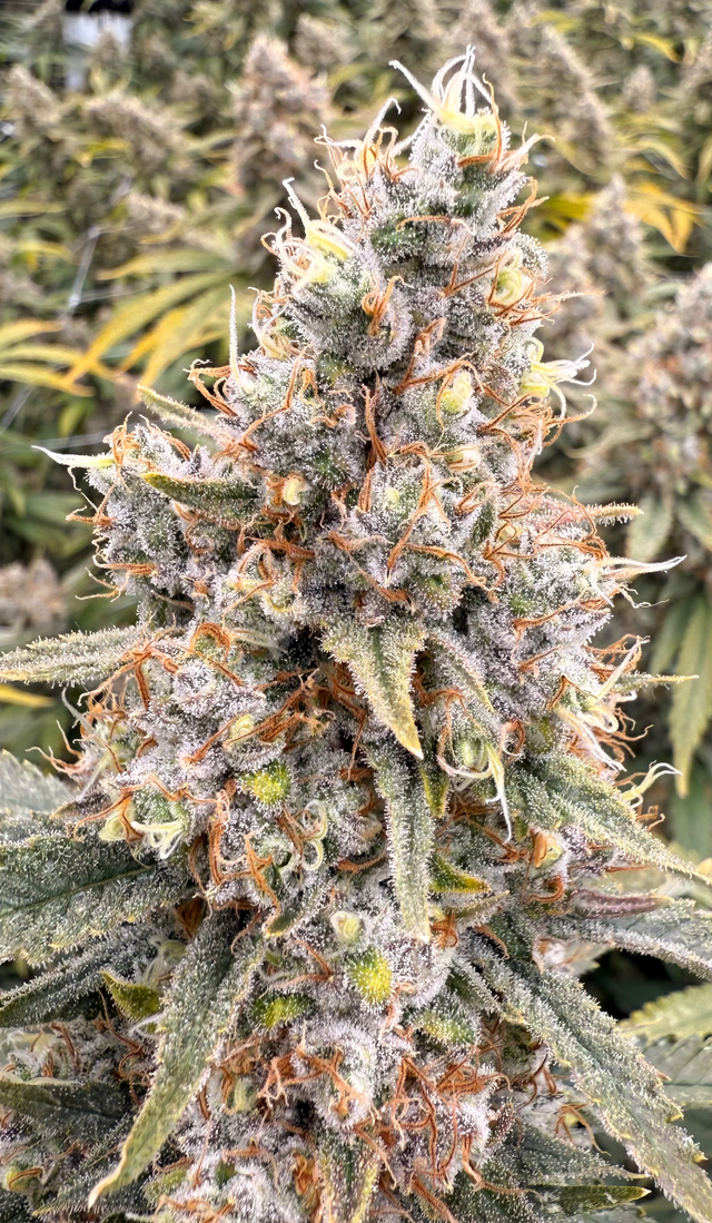 Acapulco Gold | Smalls | Victory Natural Farms Acapulco Gold | Smalls | Victory Natural Farms