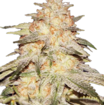 Bubble Banana Gum Hybrid American ReLeaf