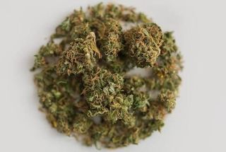 Tropic Delight Pharmacanna