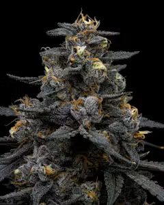 Cannabis Promo, Cannabis Sales, Cannabis Discounts, Cannabis on Sale, FIND 2 FOR $55 2