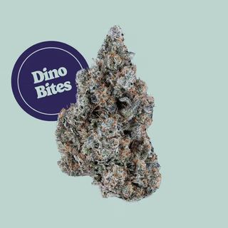 Dino Bites Grassroots