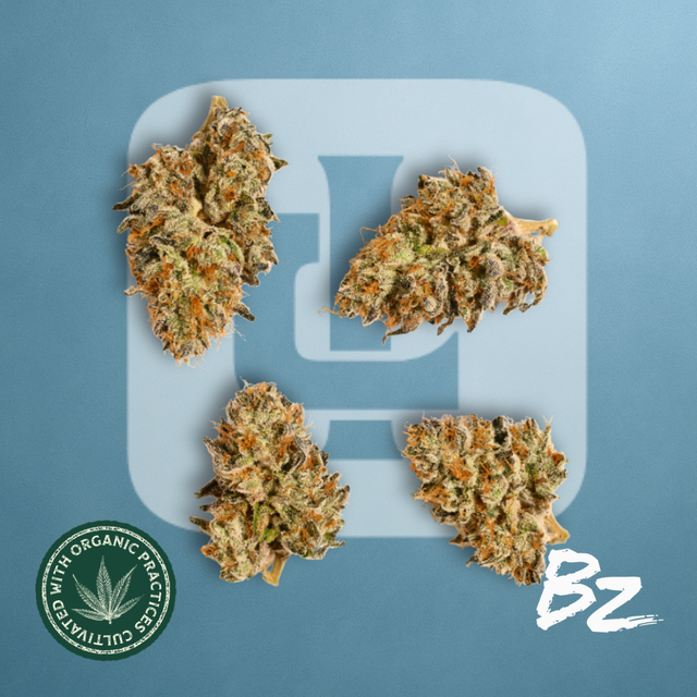 Tropicana Punch #2 BZ by IDEAL