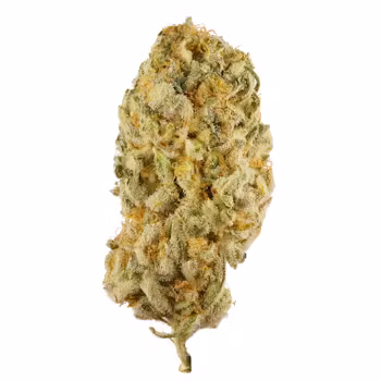 Jack Herer x G13 Haze Tyson 2.0 Jack Herer x G13 Haze Tyson 2.0