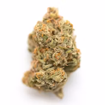 Jack Herer x G13 Haze Tyson 2.0 Jack Herer x G13 Haze Tyson 2.0