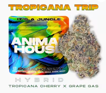 Tropicana Trip Animal House