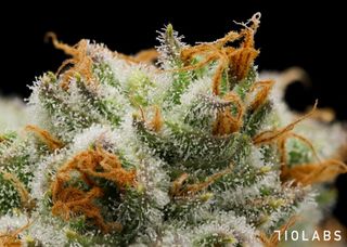 Papaya Fumez #10 710 LABS