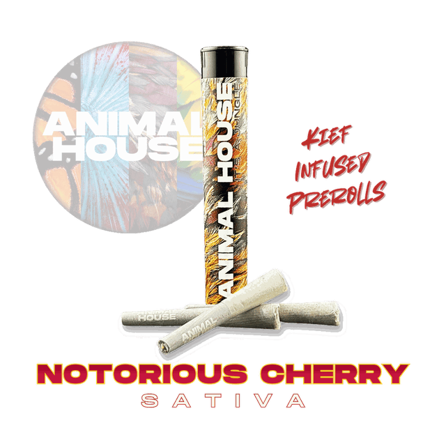 Notorious Cherry  Animal House