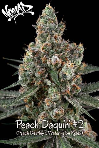 Peach Daiquiri #2 Living Soil Nomad