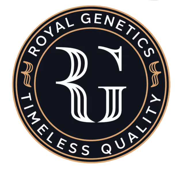 Odeus Maximus Royal Genetics