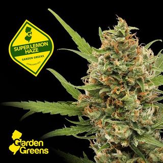 Super Lemon Haze Garden Greens