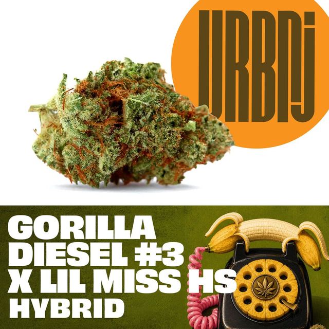 Gorilla Diesel #3 x Lil Miss HS URBNJ