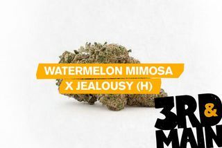 Watermelon Mimosa x Jealousy 3rd & Main Watermelon Mimosa x Jealousy 3rd & Main