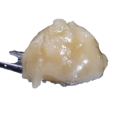 Odeus Maximus Jar Royal Genetics