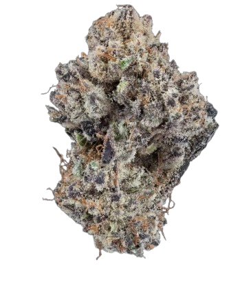 Black Ice Royal Genetics