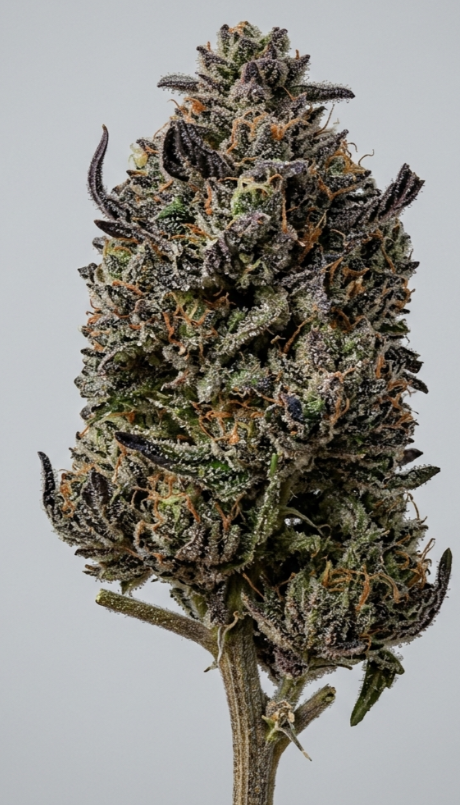Higher Self Premium Smalls - Dosi Punch 1937