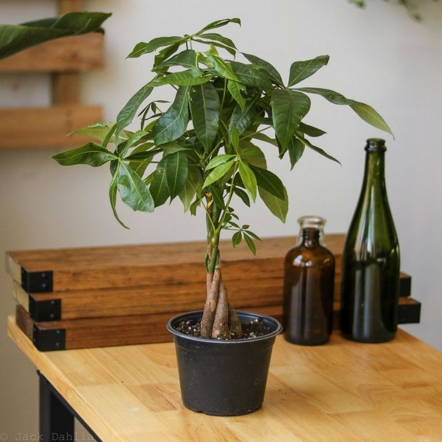 Pachira Aquatica 'Money Tree' Eds Plant Shop Pachira Aquatica 'Money Tree' Eds Plant Shop