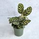 Calathea makoyana - 'Peacock Plant' Eds Plant Shop Calathea makoyana - 'Peacock Plant' Eds Plant Shop