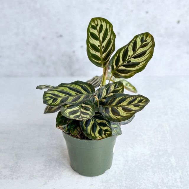 Calathea makoyana - 'Peacock Plant' Eds Plant Shop Calathea makoyana - 'Peacock Plant' Eds Plant Shop