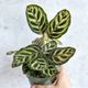 Calathea makoyana - 'Peacock Plant' Eds Plant Shop Calathea makoyana - 'Peacock Plant' Eds Plant Shop