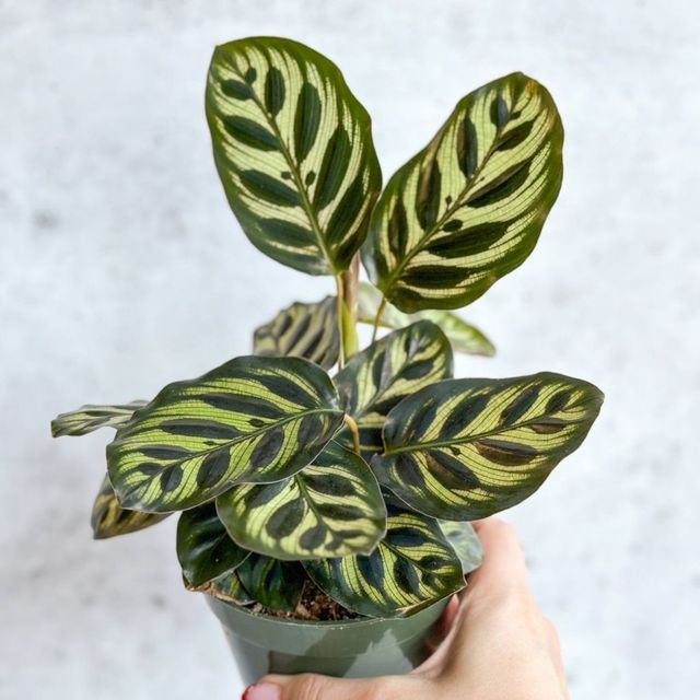Calathea makoyana - 'Peacock Plant' Eds Plant Shop Calathea makoyana - 'Peacock Plant' Eds Plant Shop