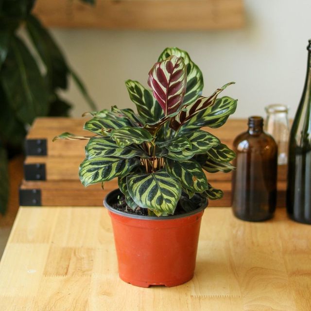Calathea makoyana - 'Peacock Plant' Eds Plant Shop Calathea makoyana - 'Peacock Plant' Eds Plant Shop