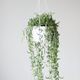 String Of Fishooks Hanging Basket Eds Plant Shop String Of Fishooks Hanging Basket Eds Plant Shop