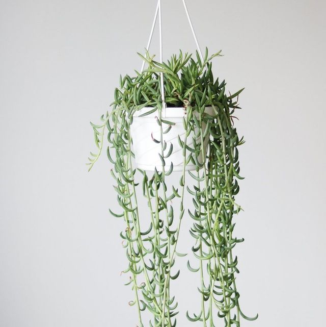 String Of Fishooks Hanging Basket Eds Plant Shop String Of Fishooks Hanging Basket Eds Plant Shop