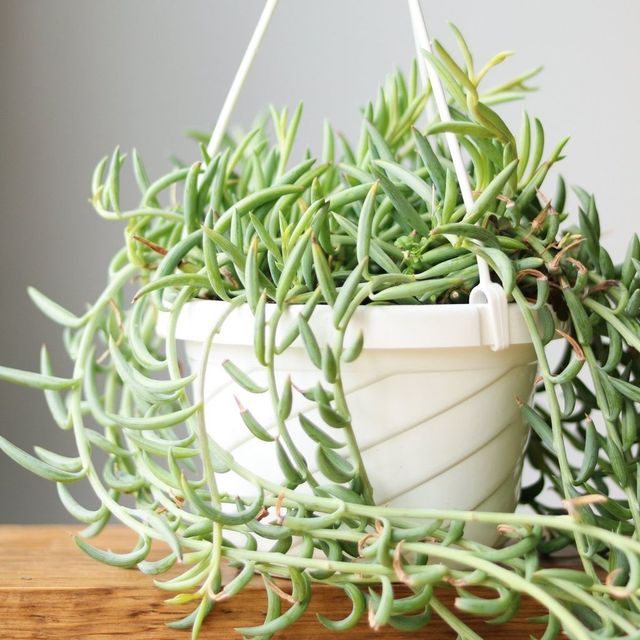 String Of Fishooks Hanging Basket Eds Plant Shop String Of Fishooks Hanging Basket Eds Plant Shop