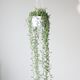 String Of Fishooks Hanging Basket Eds Plant Shop String Of Fishooks Hanging Basket Eds Plant Shop