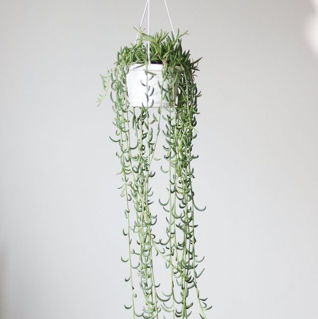 String Of Fishooks Hanging Basket Eds Plant Shop String Of Fishooks Hanging Basket Eds Plant Shop
