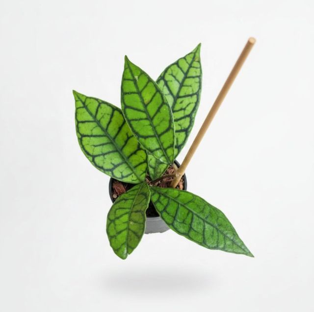 Hoya Callistophylla Eds Plant Shop Hoya Callistophylla Eds Plant Shop