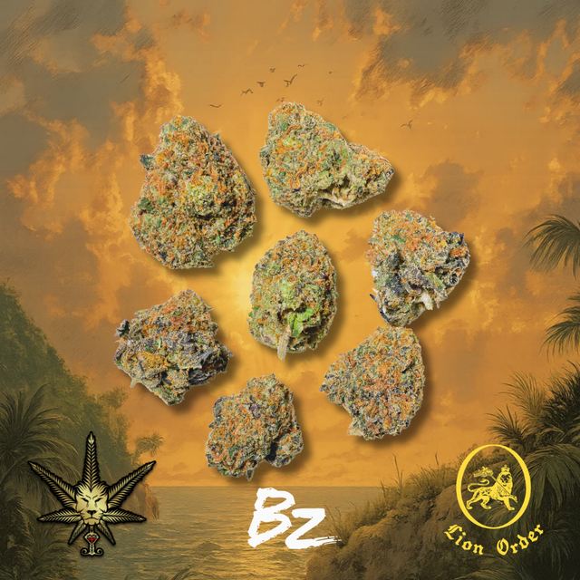 Runna Gyal BZ by Lion Order Runna Gyal BZ by Lion Order
