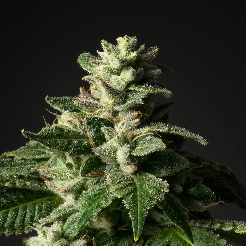 Veterans Kush