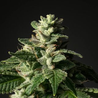 Veterans Kush sofresh  farms