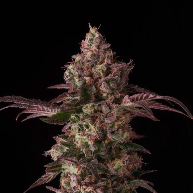 Mendo Breath sofresh farms Mendo Breath sofresh farms