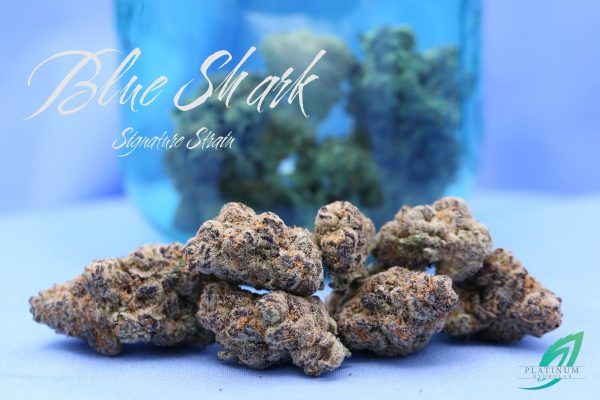 Blue Shark Flower 3.5 Emerald Grove Blue Shark Flower 3.5 Emerald Grove
