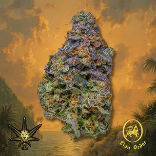 Runna Gyal (27.5% THC) Lion Order