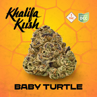 Baby Turtle Khalifa Kush Baby Turtle Khalifa Kush
