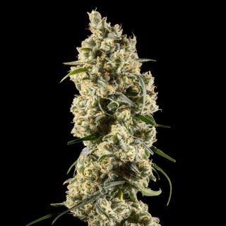 Jack Herer  Echo Electuary