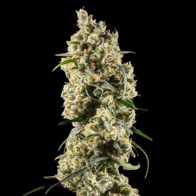 Jack Herer  Echo Electuary