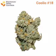 Coolio #18 Blackstone Valley
