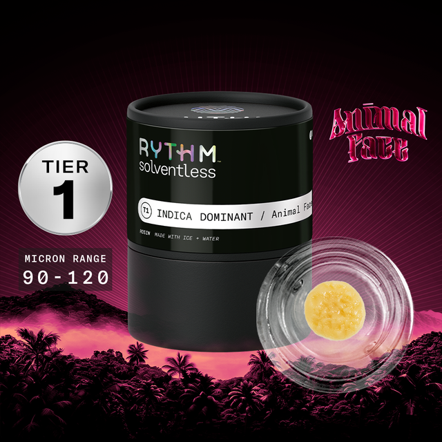 Animal Face Tier 1 Rythm