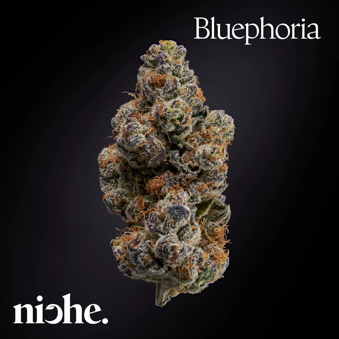 Bluephoria | Niche Bluephoria | Niche