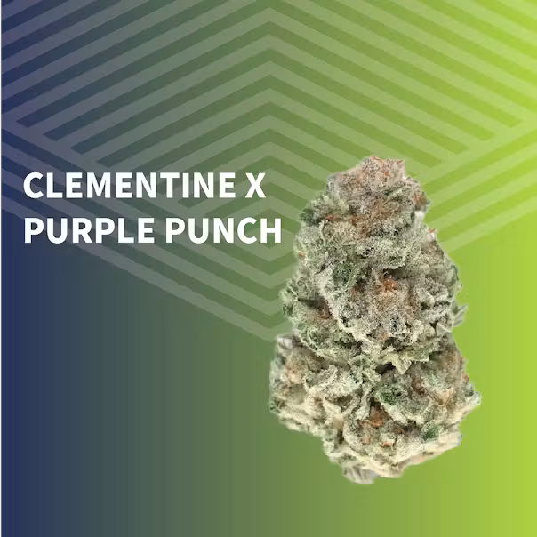 Purple Punch x Clementine