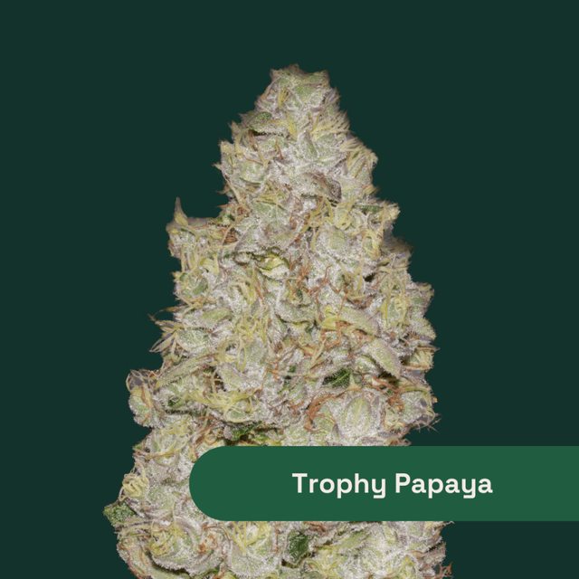 Trophy Papaya Botanist Trophy Papaya Botanist