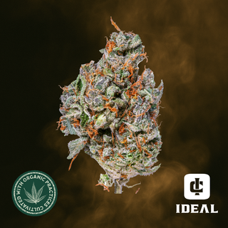 Papaya Scout Ideal Cannabis