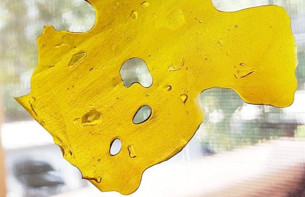 Super Lemon Haze Riverside Greenery