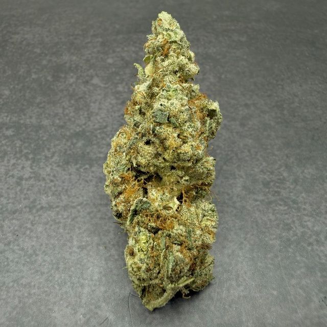 Glue Mainely Rooted Glue Mainely Rooted